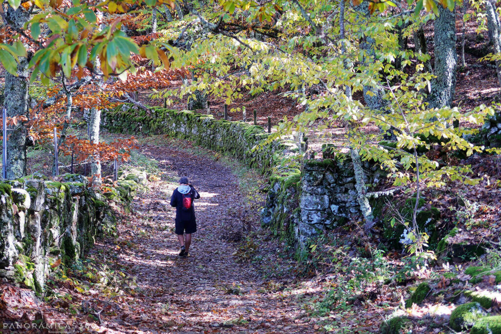 Caminando entre castaños y robles