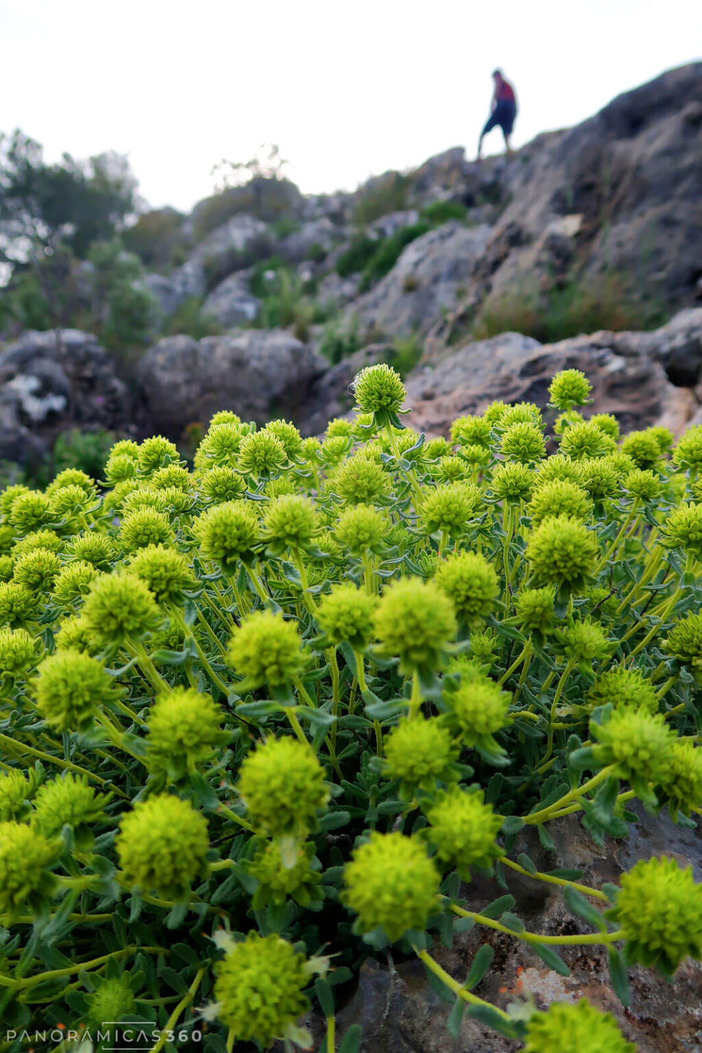 Detalle de una planta de flor verde brillante en primer plano, con un senderista progresando por la cresta al fondo