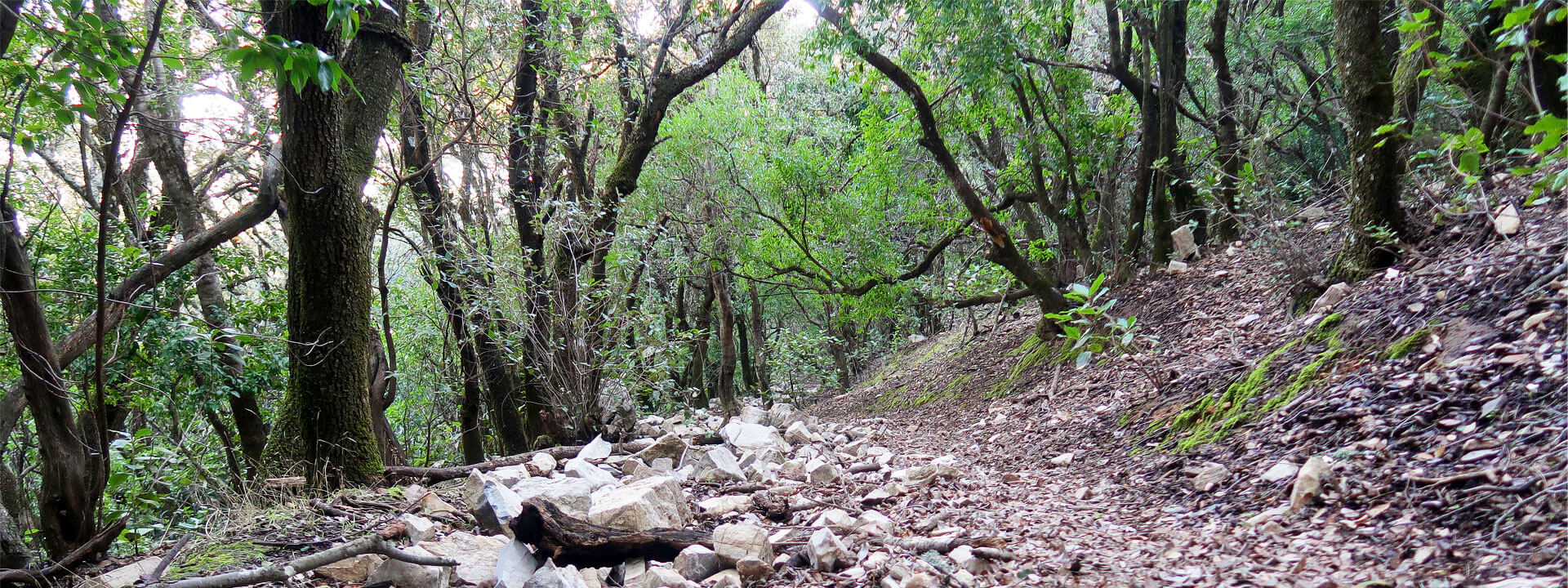 Bosque Mediterráneo en la ladera del Pico Terril
