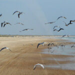 Explorando Doñana: Linces, dunas, playas, bosque mediterráneo, marismas y una ruta en 4x4