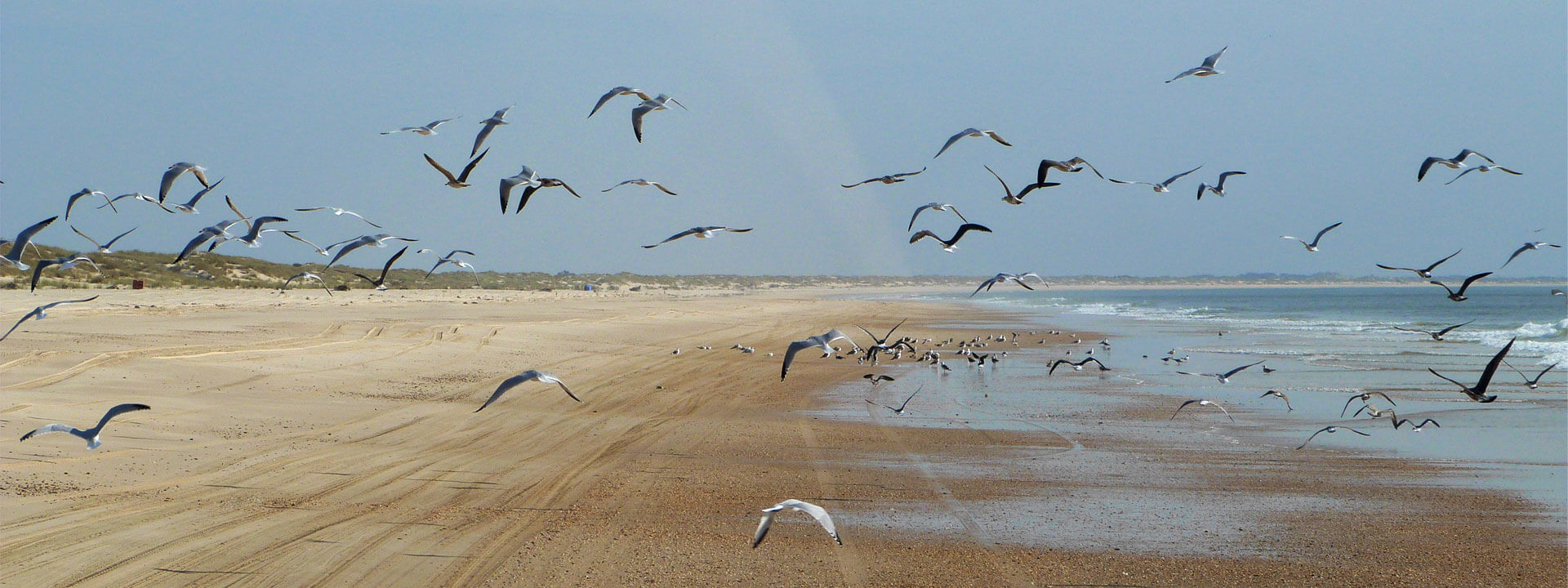 Aves levantando el vuelo en una playa de Doñana