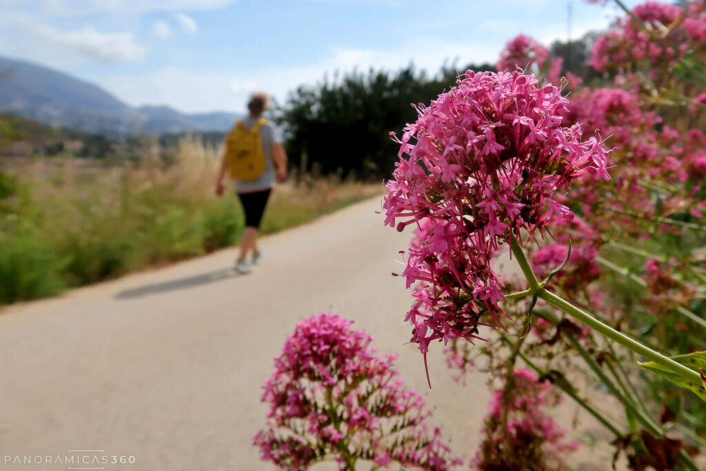 Detalle de una flores en el Camino del Mandem