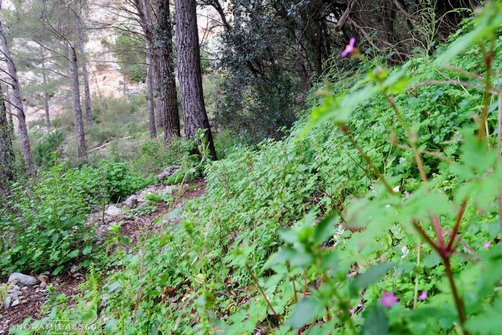 Bosque mediterráneo bien conservado en la Sierra del Capurutxo