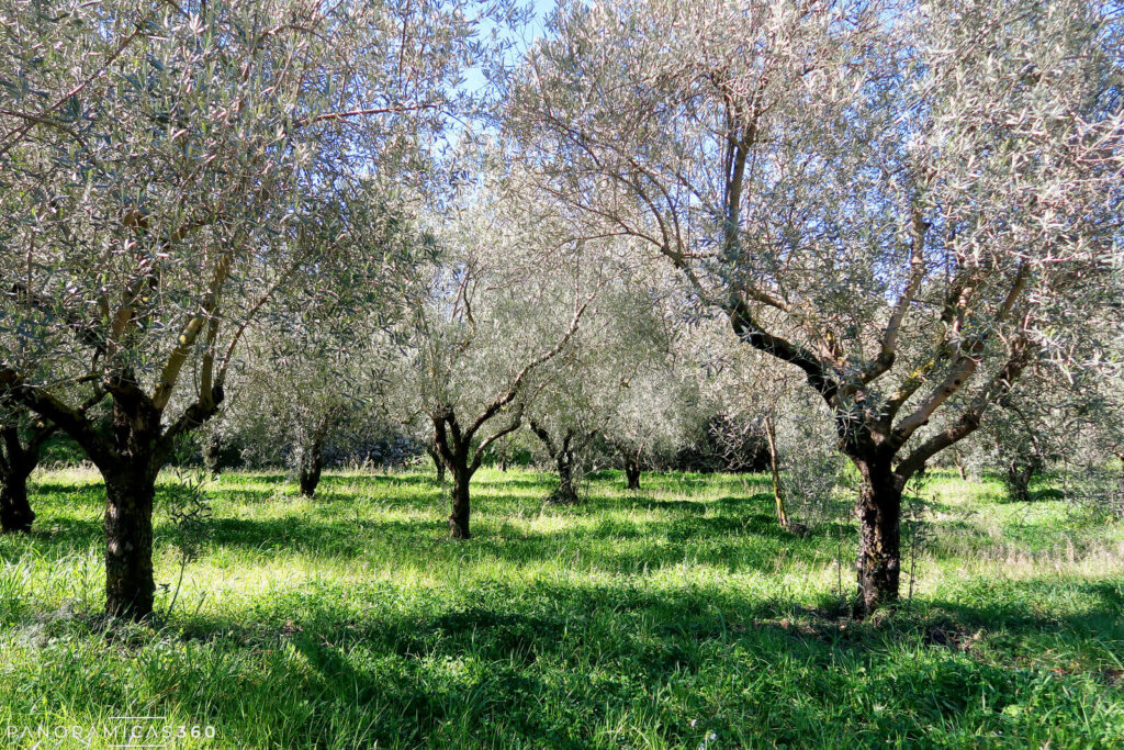 Campo de olivos