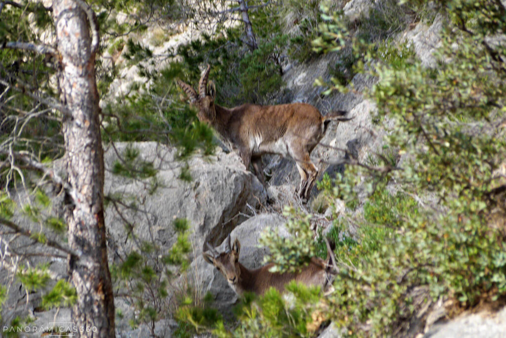Cabras monteses en el Barranc del Vidrier del Cabeçó d'Or