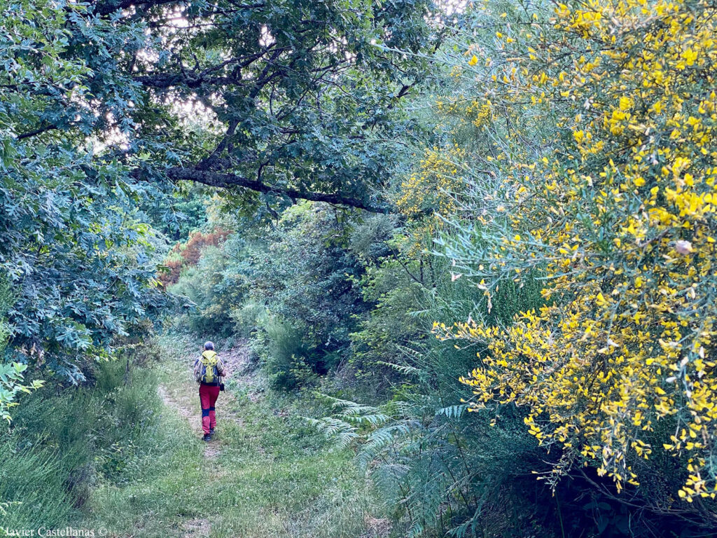 Aproximación al Gilbo por un bonito robledal