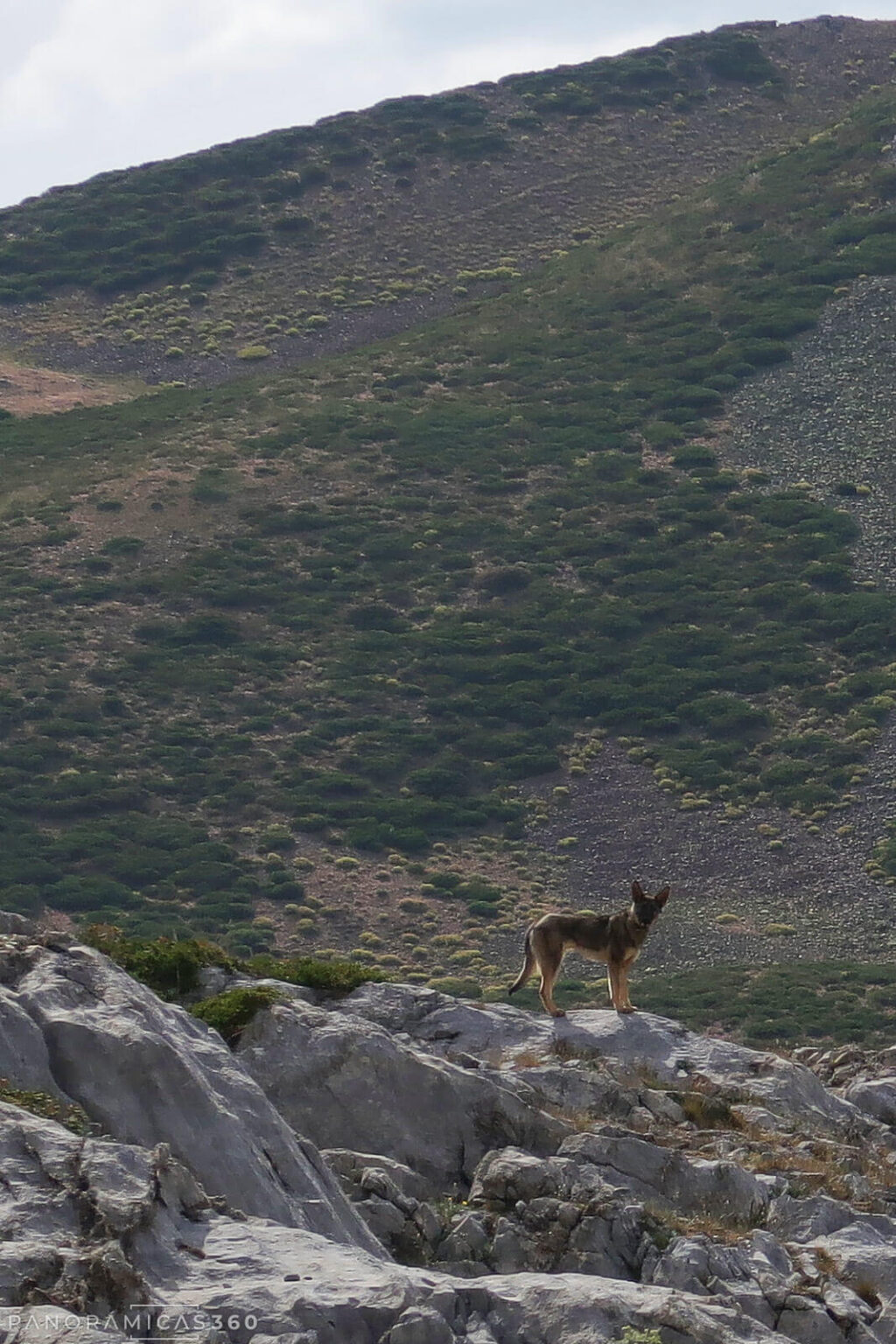 ¿Un lobo o un perro?