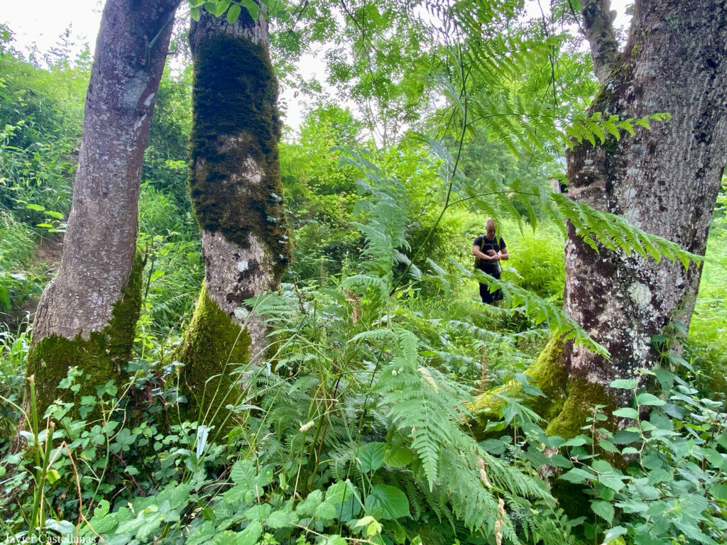 Caminando entre la espesa vegetación