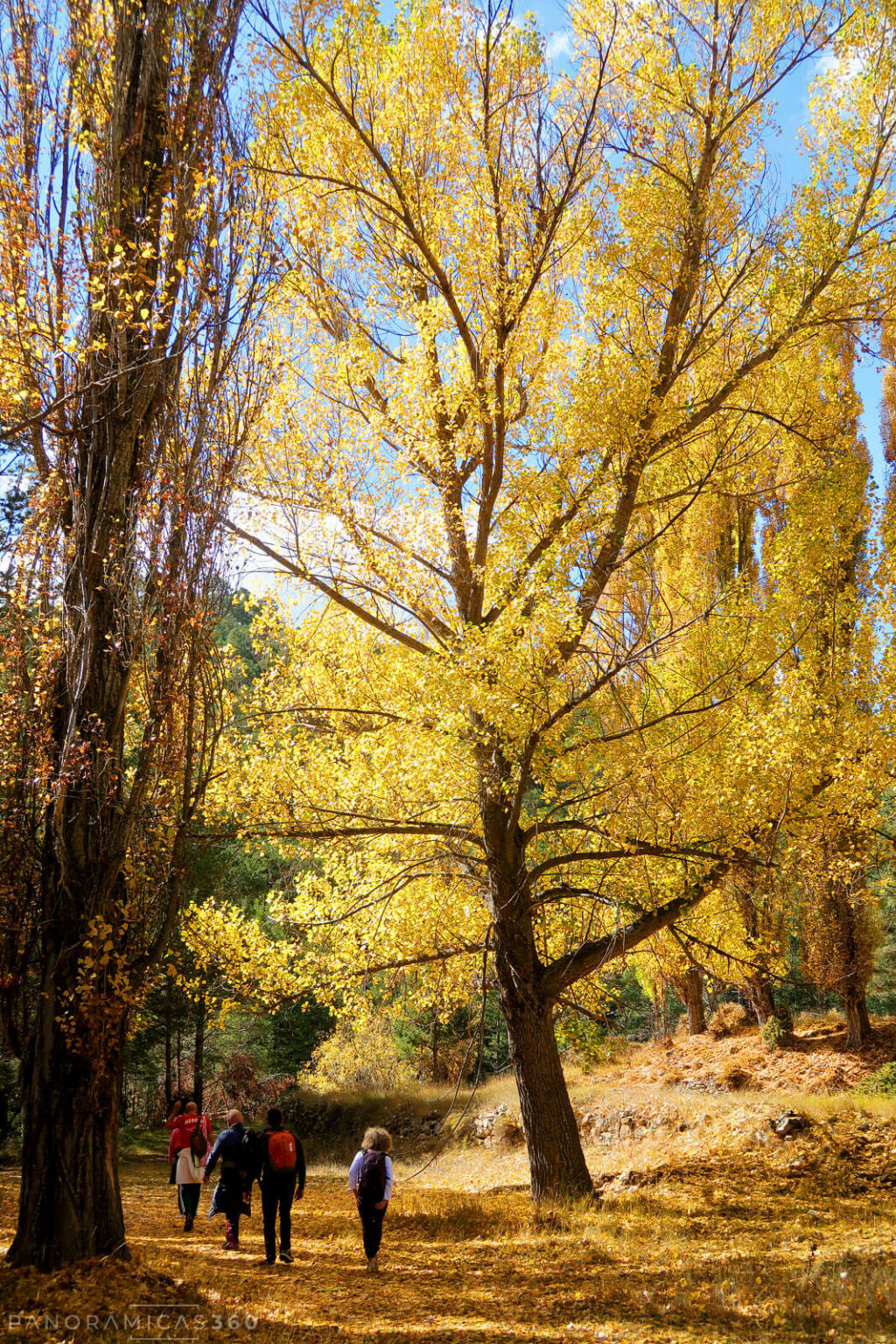 Paseando bajo la alameda otoñal