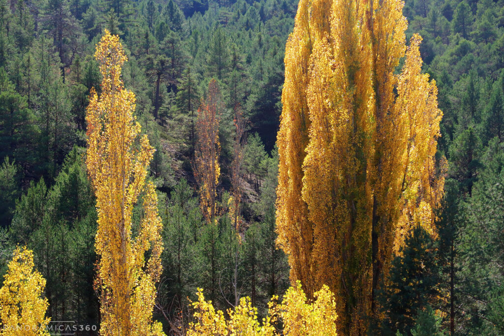 Contraste de color entre la pinada y los álamos