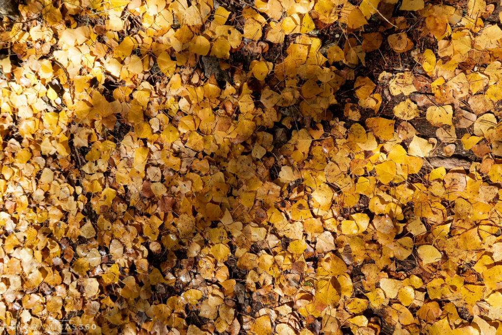 Hojas de álamo en el suelo